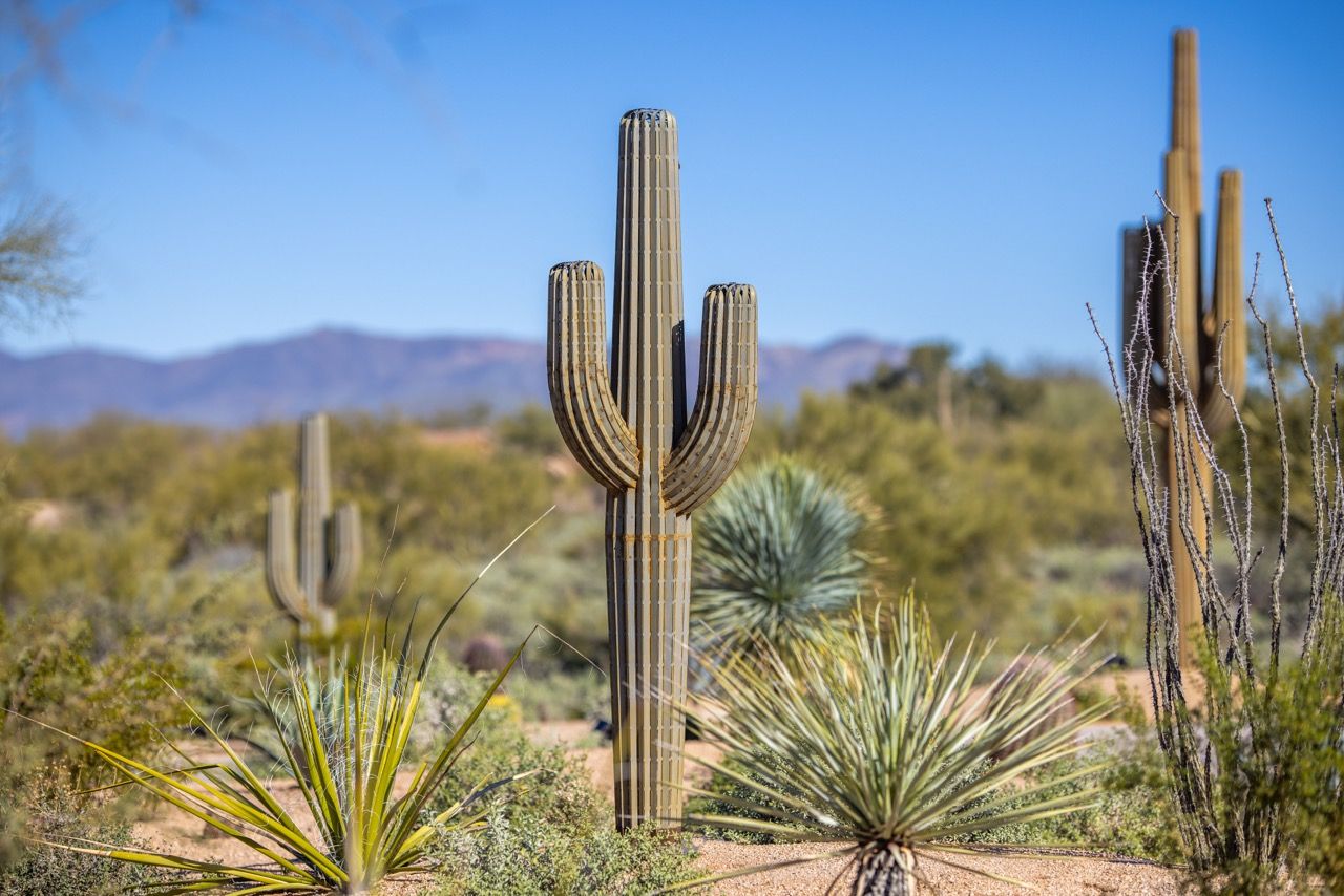 7Ft Saguaro Cactus Decor Rental