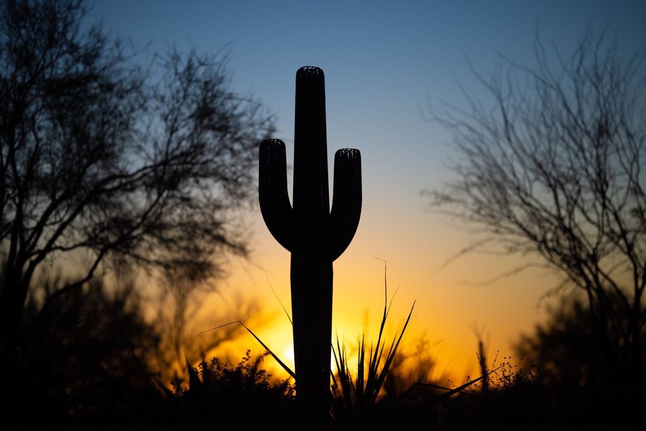 7Ft Saguaro Cactus Decor Rental at Sunset